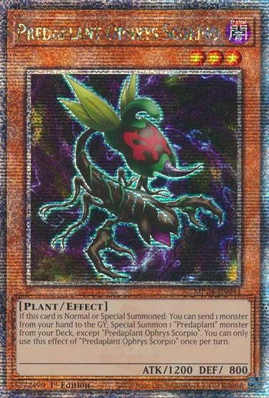 Predaplant Ophrys Scorpio MP24-EN041